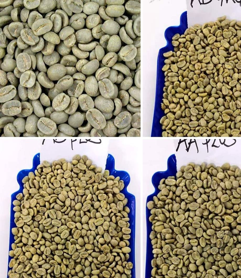 Arabica AA and AB grade green coffee beans sorted in trays
