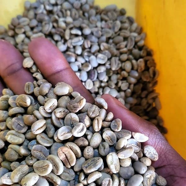 Bulk coffee sacks packed for export — Ike Agri Ventures wholesale operation