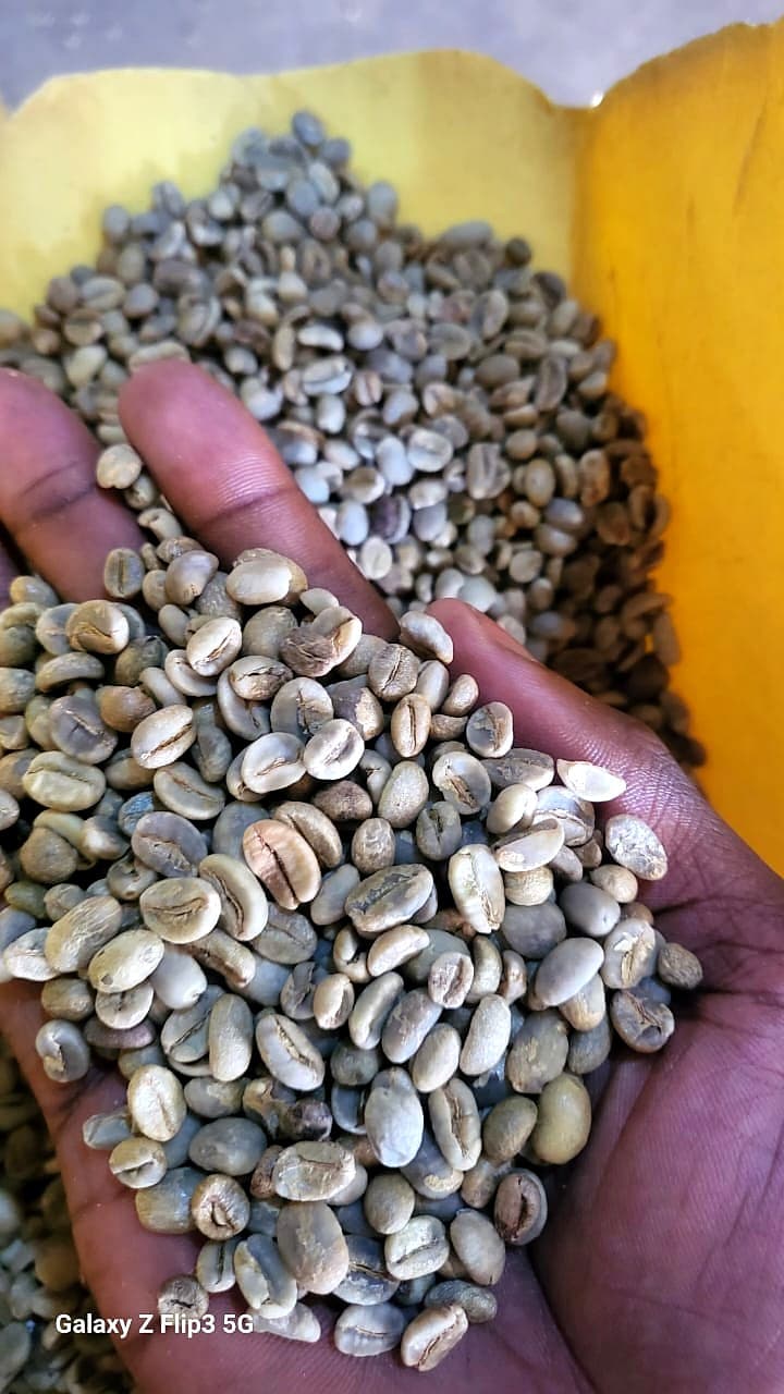 Green Drugar coffee beans handpicked in Uganda